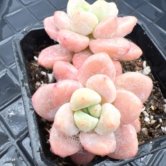 Real & Unique | xGraptosedum 'River Goddess'/'Luo Shen'