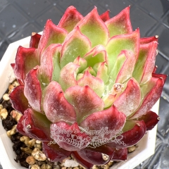 Real & Unique | Echeveria 'Crown Princess'