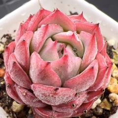 Real & Unique | Echeveria 'Datura'