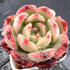 Real & Unique | Echeveria Madonna (Green Pink)