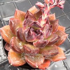 Real & Unique | Echeveria 'Amethyst'/'Purple pomegranate'