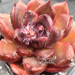 Real & Unique | Echeveria 'Amethyst'/'Purple pomegranate'