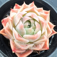 Real & Unique | Echeveria 'Sky World' × Echeveria 'Red Velvet'