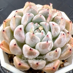 Real & Unique | Echeveria 'beluga'