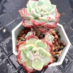 Real & Unique | Sedeveria unnamed ( Sedum clavatum sp)