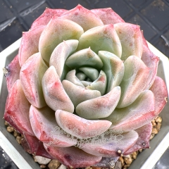 Real & Unique | Echeveria 'snow sea'