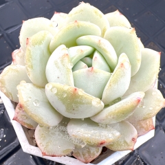 Real & Unique | Echeveria 'silent snow'