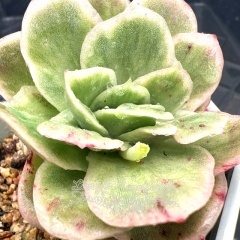 Real & Unique | Echeveria 'Ice Rose' variegata