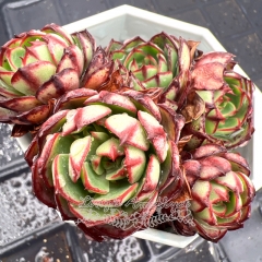 Real & Unique | Echeveria 'Eliza'