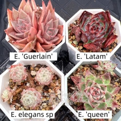 Real & Unique | A set of 4 succulents