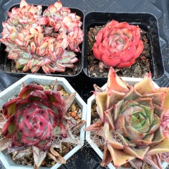 Real & Unique | A set of 4 succulents