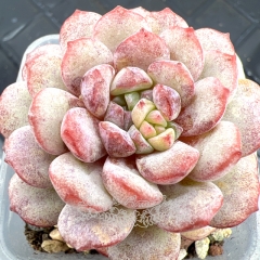 Real & Unique | Echeveria 'Robin'