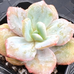 Real & Unique | Echeveria 'milk tea'