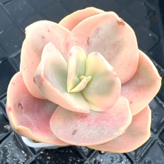 Real & Unique | Echeveria Suyan variegata