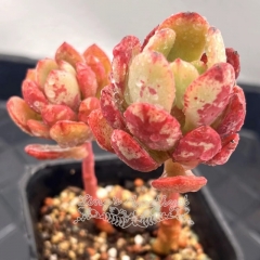 Real & Unique | Echeveria 'Hua Dan'