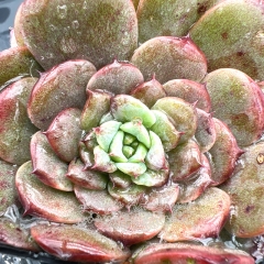 Real & Unique | Echeveria 'cute bear'