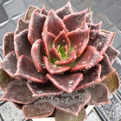 Real & Unique | Echeveria 'Black Prince'