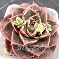 Real & Unique | Echeveria 'Inca Rose'