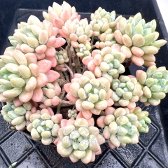 Real & Unique | Echeveria Rococo