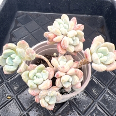 Real & Unique | xGraptosedum 'egg tart'/'Chloe' cristata