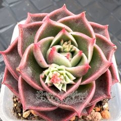 Real & Unique | Echeveria 'Inca Rose'