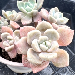 Real & Unique | xGraptosedum 'egg tart'/'Chloe'