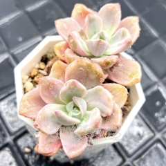 Real & Unique | xGraptoveria 'Gypsy' variegata