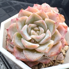 Real & Unique | Echeveria 'ice soul' - 'Snowy'