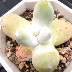 Real & Unique | Dudleya pachyphytum Moran & M.Benedict