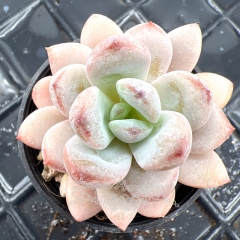 Real & Unique | Echeveria 'Star Snow'