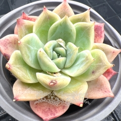 Real & Unique | Echeveria 'Pink Surprise'