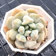 Real & Unique | Echeveria choux cream / cream puff