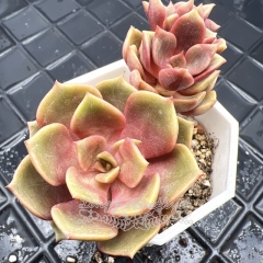 Real & Unique | Echeveria Red Robe