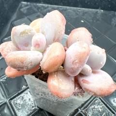 Real & Unique | xGraptoveria Pink Bunny / snow peach