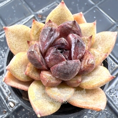 Real & Unique | Echeveria 'Chocolate mousse'