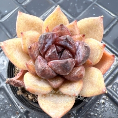 Real & Unique | Echeveria 'Chocolate mousse'