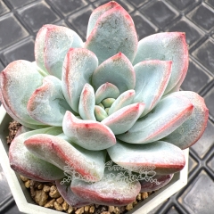 Real & Unique | Echeveria Snow Night