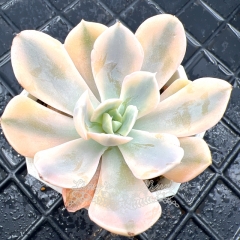 Real & Unique | Echeveria runyonii Rose ex Walther variegata