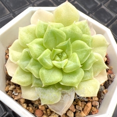 Real & Unique | Echeveria 'White Swan'