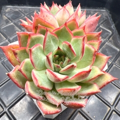 Real & Unique | Echeveria 'Lotus lamp'/ 'Captain Rose'