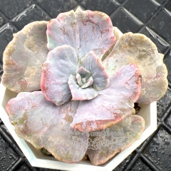 Real & Unique | Echeveria Pollux variegata