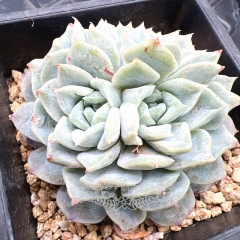 Real & Unique | Echeveria 'Rosalia' (Poseidon)