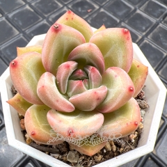 Real & Unique | Echeveria Pink Champagne