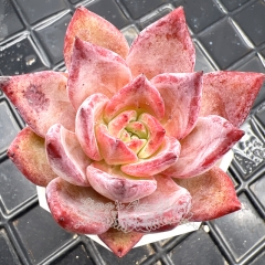 Real & Unique | Echeveria 'purple sandalwood'