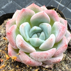 Real & Unique | Echeveria 'super ice'