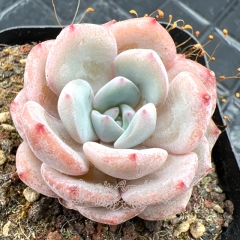 Real & Unique | Echeveria 'milk orange'