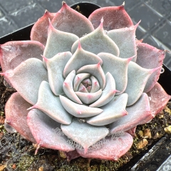 Real & Unique | Echeveria 'dark plum'