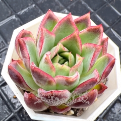 Real & Unique | Echeveria 'Crown Princess'