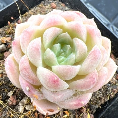 Real & Unique | Echeveria unnamed hybrid variety