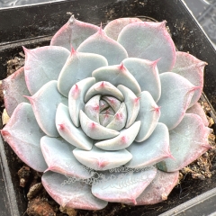 Real & Unique | Echeveria 'dark plum'